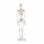 Erler Zimmer Miniature Skeleton, Different Variants