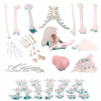Erler Zimmer Bone Model, Different Variants