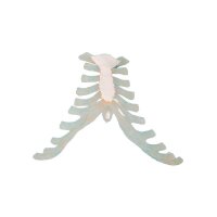 Erler Zimmer Bone Model, Different Variants