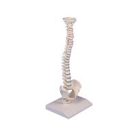 Erler Zimmer Miniature Spinal Column, Different Variants