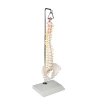 Erler Zimmer Miniature Spinal Column, Different Variants