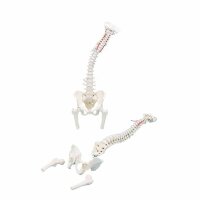 Erler Zimmer Vertebral Column w. Pelvis/Femoral Stumps,...
