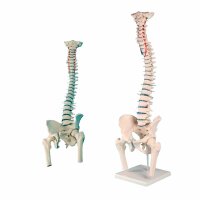 Erler Zimmer Standard Spine w. Prolapse and Pelvis, Diff....