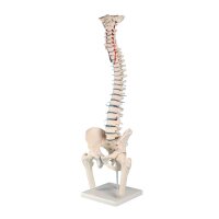 Erler Zimmer Standard Spine w. Prolapse and Pelvis, Diff....