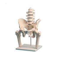 Erler Zimmer Lumbar Spine w. Pelvis and Femoral Stumps,...
