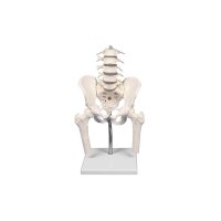 Erler Zimmer Lumbar Spine w. Pelvis and Femoral Stumps,...