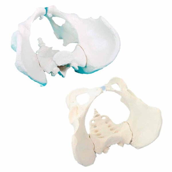 Erler Zimmer Pelvis with Sacrum, Male/Female
