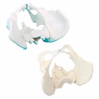 Erler Zimmer Pelvis with Sacrum, Male/Female