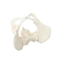 Erler Zimmer Pelvis with Sacrum, Male/Female