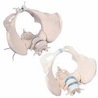 Erler Zimmer Female Pelvis with Sacrum/2 Lumbar...