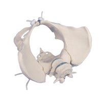 Erler Zimmer Female Pelvis with Sacrum/2 Lumbar...