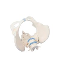 Erler Zimmer Female Pelvis with Sacrum/2 Lumbar Vertebrae, Diff. Var.