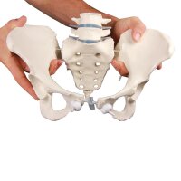 Erler Zimmer Female Pelvis with Sacrum/2 Lumbar Vertebrae, Diff. Var.