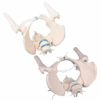 Erler Zimmer Female Pelvis/Sacrum/Lumb. Vertebrae/Stumps...