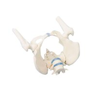 Erler Zimmer Female Pelvis/Sacrum/Lumb. Vertebrae/Stumps Diff. Var.