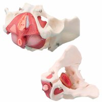 Erler Zimmer Pelvis/Pelvic Floor Musculature, Diff. Variants