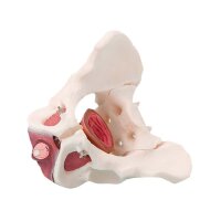 Erler Zimmer Pelvis/Pelvic Floor Musculature, Diff. Variants
