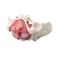 Erler Zimmer Pelvis/Pelvic Floor Musculature, Diff. Variants