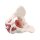 Erler Zimmer Pelvis/Pelvic Floor Musculature, Diff. Variants