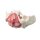 Erler Zimmer Pelvis/Pelvic Floor Musculature, Diff. Variants