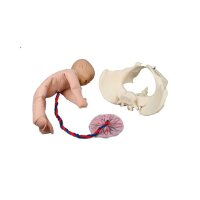 Erler Zimmer Fem. Fetus Doll w. Pelvis/Placenta/Umbilical...