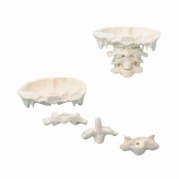 Erler Zimmer Head Articulations, Different Variants
