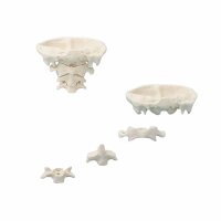 Erler Zimmer Head Articulations, Different Variants