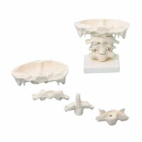 Erler Zimmer Head Articulations, Different Variants