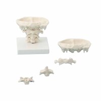 Erler Zimmer Head Articulations, Different Variants