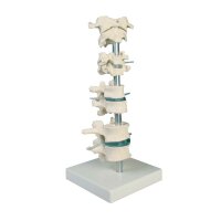 Erler Zimmer Model - 8 Vertebrae, Different Variants