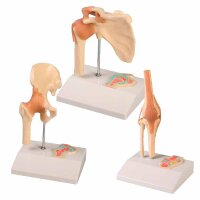 Erler Zimmer Miniature Joint with Cross Section/ Diff....