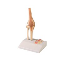 Erler Zimmer Miniature Joint with Cross Section/ Diff....