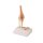 Erler Zimmer Miniature Joint with Cross Section/ Diff. Variants