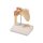 Erler Zimmer Miniature Joint with Cross Section/ Diff. Variants