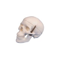 Erler Zimmer Miniature Skull, 3 Parts, Different Variants