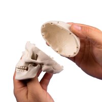 Erler Zimmer Miniature Skull, 3 Parts, Different Variants