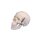 Erler Zimmer Miniature Skull, 3 Parts, Different Variants
