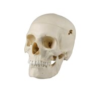 Erler Zimmer Adult Skull, Separable, Male/Female