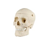 Erler Zimmer Adult Skull, Separable, Male/Female