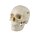 Erler Zimmer Adult Skull, Separable, Male/Female
