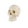 Erler Zimmer Adult Skull, Separable, Male/Female
