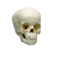 Erler Zimmer Child Skull, Different Sizes and Ages