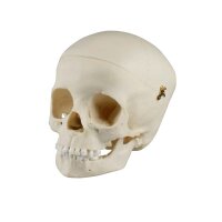 Erler Zimmer Child Skull, Different Sizes and Ages