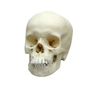 Erler Zimmer Child Skull, Different Sizes and Ages