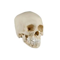 Erler Zimmer Child Skull, Different Sizes and Ages