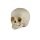 Erler Zimmer Child Skull, Different Sizes and Ages