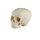 Erler Zimmer Child Skull, Different Sizes and Ages