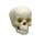 Erler Zimmer Child Skull, Different Sizes and Ages