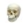Erler Zimmer Child Skull, Different Sizes and Ages