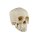 Erler Zimmer Child Skull, Different Sizes and Ages